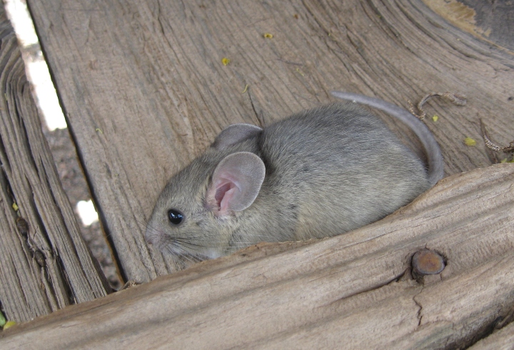 Desert Woodrat